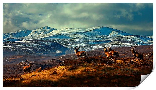 Stags at Strathglass Print by Macrae Images