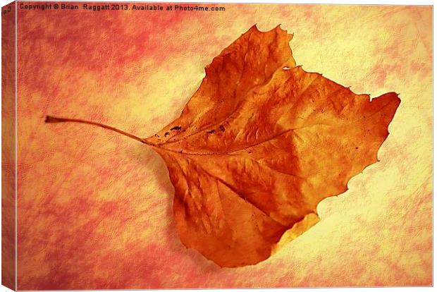Autumn Cometh Canvas Print by Brian  Raggatt