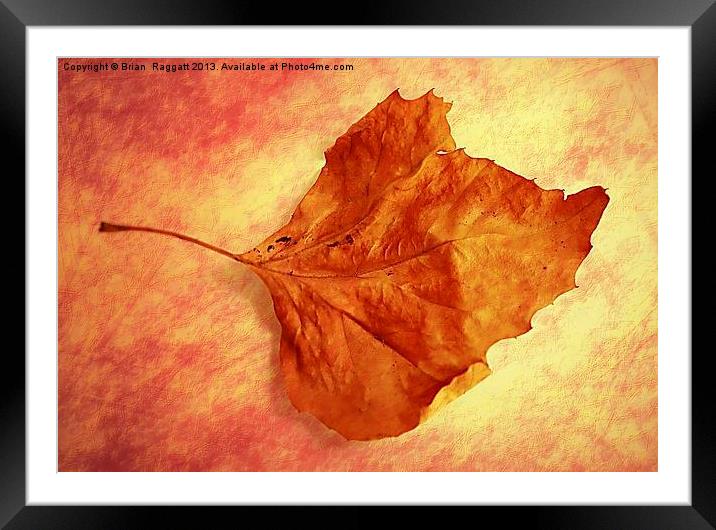 Autumn Cometh Framed Mounted Print by Brian  Raggatt