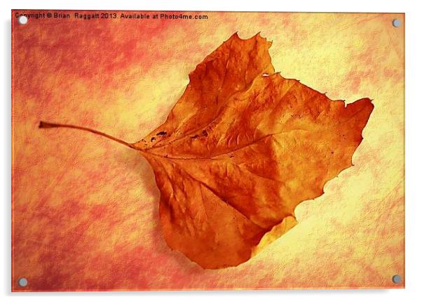 Autumn Cometh Acrylic by Brian  Raggatt
