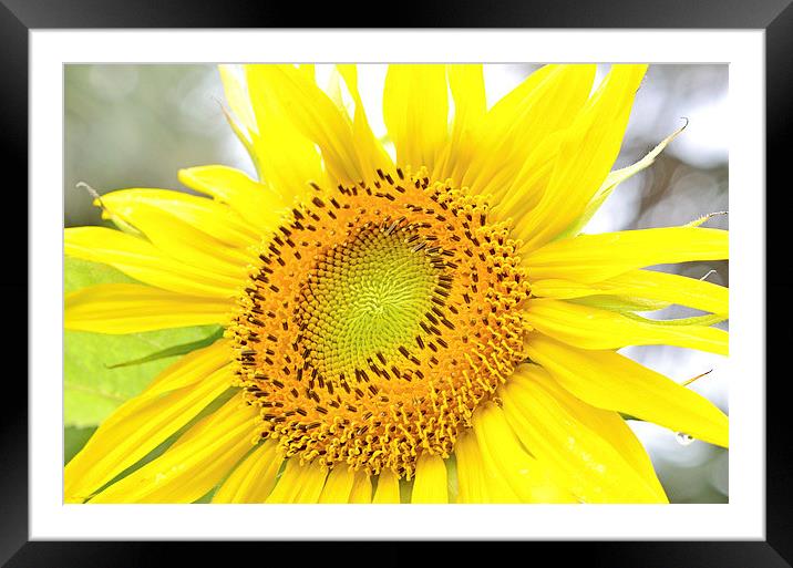 Absorbing the Sun Framed Mounted Print by Nicole Rodriguez