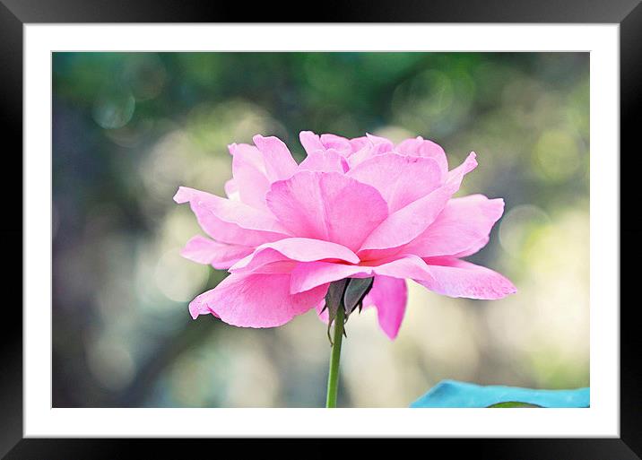 Pink Rose Framed Mounted Print by Nicole Rodriguez