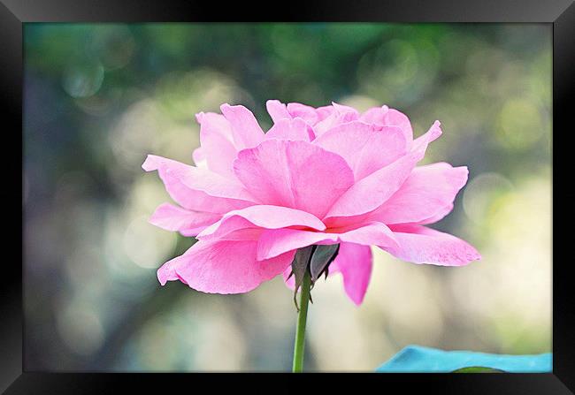 Pink Rose Framed Print by Nicole Rodriguez
