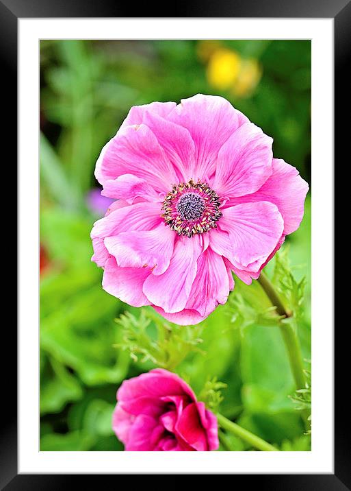 Anemone Beauty Framed Mounted Print by Nicole Rodriguez