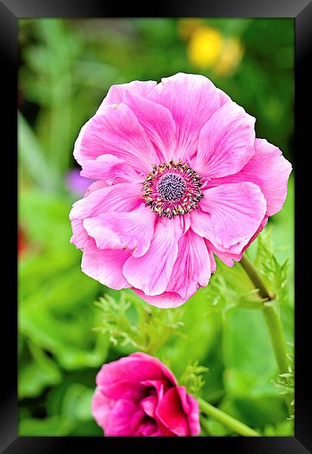 Anemone Beauty Framed Print by Nicole Rodriguez