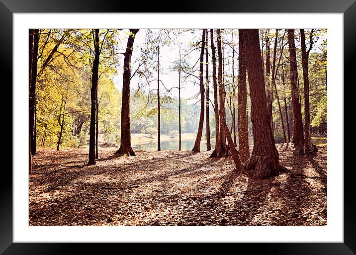 The Way Out of the Forest Framed Mounted Print by Nicole Rodriguez