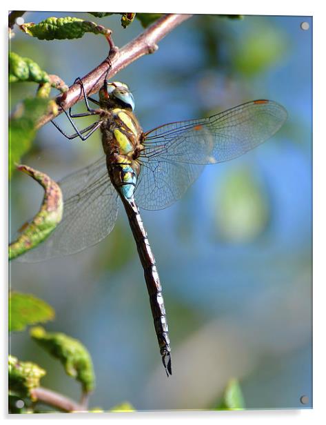 Common Hawker Dragonfly Acrylic by Louise  Hawkins