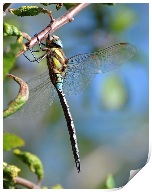 Common Hawker Dragonfly Print by Louise  Hawkins