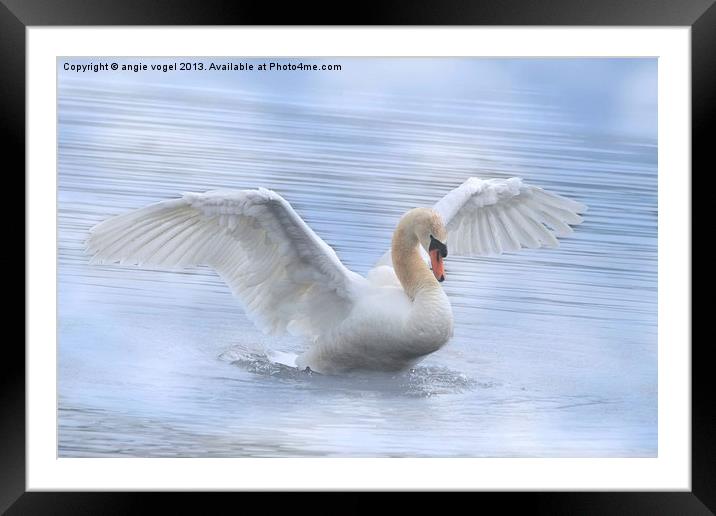 Mute Swan Framed Mounted Print by angie vogel