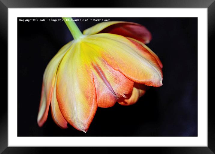 Bold and Beautiful Tulip Framed Mounted Print by Nicole Rodriguez
