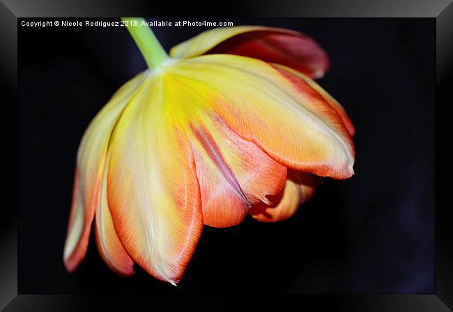 Bold and Beautiful Tulip Framed Print by Nicole Rodriguez