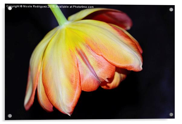 Bold and Beautiful Tulip Acrylic by Nicole Rodriguez
