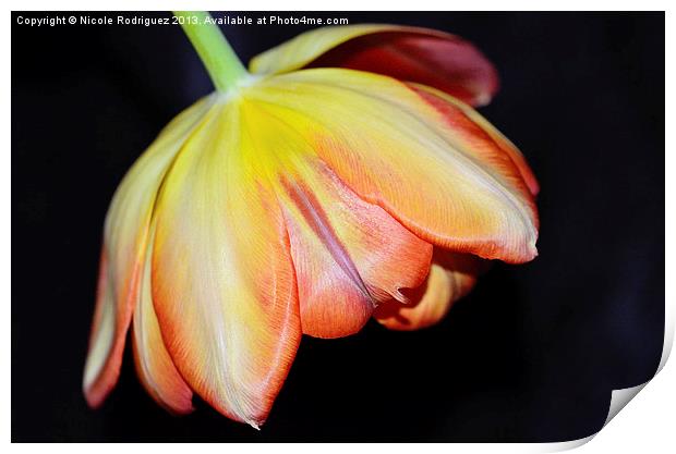 Bold and Beautiful Tulip Print by Nicole Rodriguez