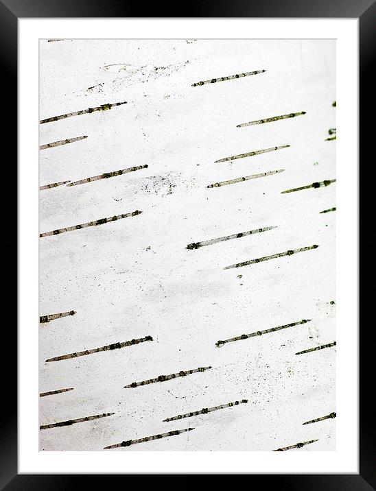 Birch bark Framed Mounted Print by Steven Ralser