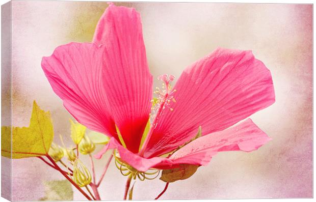 Rosy Hibiscus Canvas Print by Nicole Rodriguez