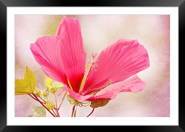 Rosy Hibiscus Framed Mounted Print by Nicole Rodriguez