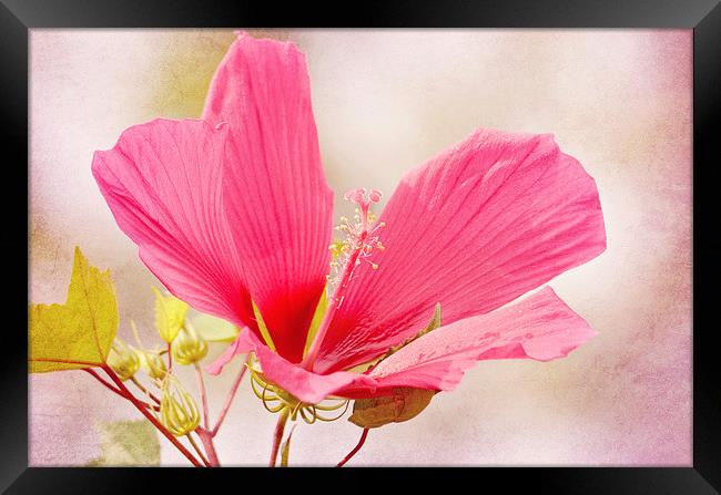 Rosy Hibiscus Framed Print by Nicole Rodriguez