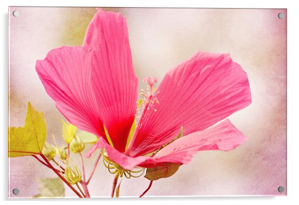Rosy Hibiscus Acrylic by Nicole Rodriguez