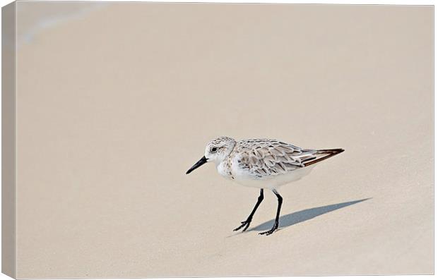 Sandpiper Out For a Walk Canvas Print by Nicole Rodriguez