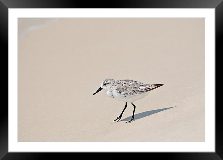 Sandpiper Out For a Walk Framed Mounted Print by Nicole Rodriguez