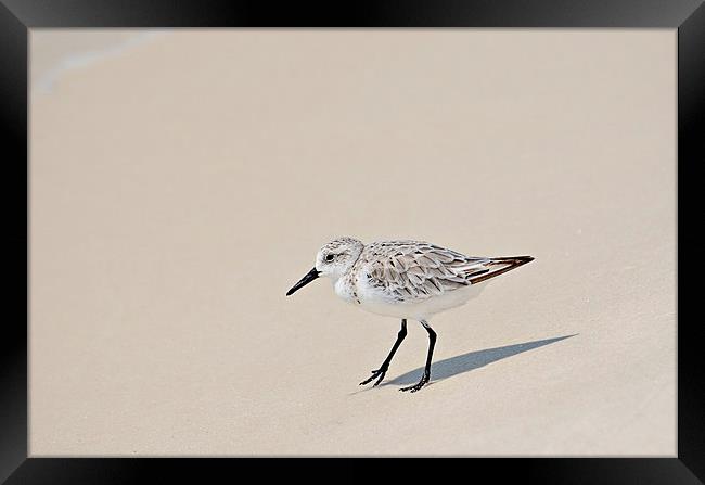 Sandpiper Out For a Walk Framed Print by Nicole Rodriguez