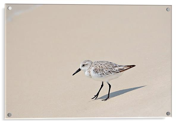 Sandpiper Out For a Walk Acrylic by Nicole Rodriguez