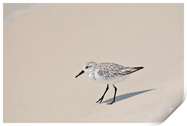 Sandpiper Out For a Walk Print by Nicole Rodriguez