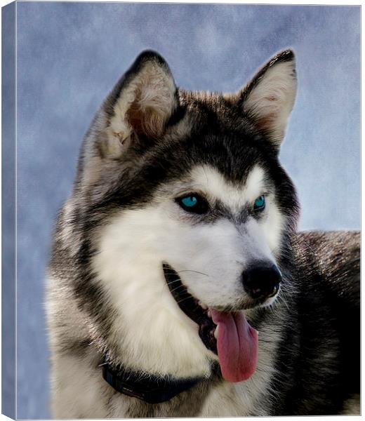 Siberian Husky Canvas Print by Linsey Williams