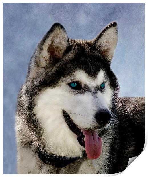 Siberian Husky Print by Linsey Williams