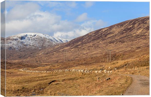 March of the Sheep Canvas Print by Gary Finnigan