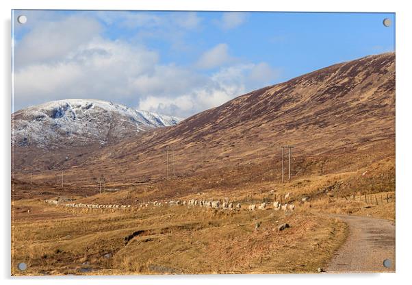 March of the Sheep Acrylic by Gary Finnigan