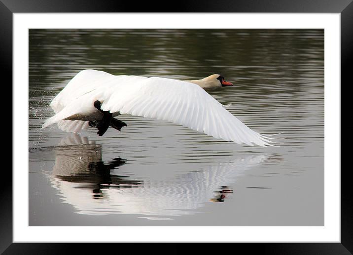 Swan lake Framed Mounted Print by Simon West