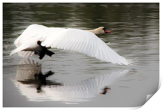Swan lake Print by Simon West
