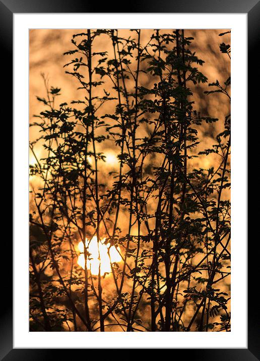 Warm Sunset Framed Mounted Print by Michael Gibson
