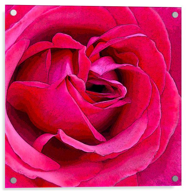 Rose Acrylic by Sharon Lisa Clarke