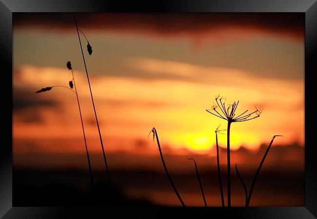 Grass In The Sunset Framed Print by Anne Macdonald