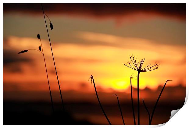 Grass In The Sunset Print by Anne Macdonald