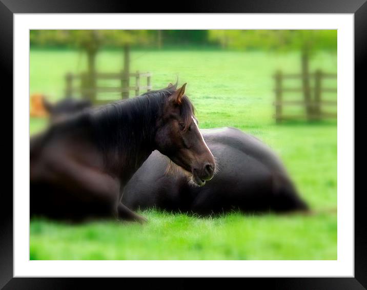 Horse at rest Framed Mounted Print by Bill Lighterness
