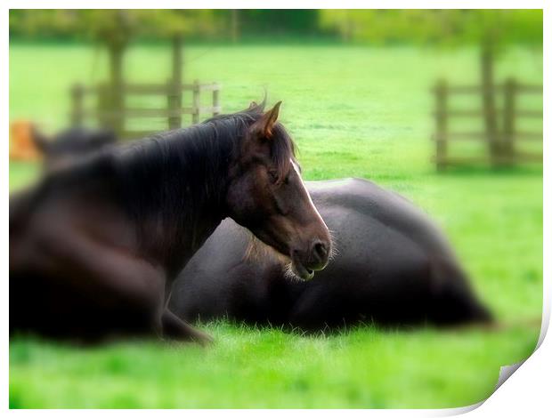 Horse at rest Print by Bill Lighterness