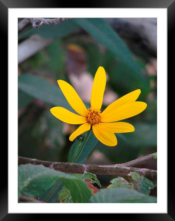 Yellow Framed Mounted Print by Pics by Jody Adams