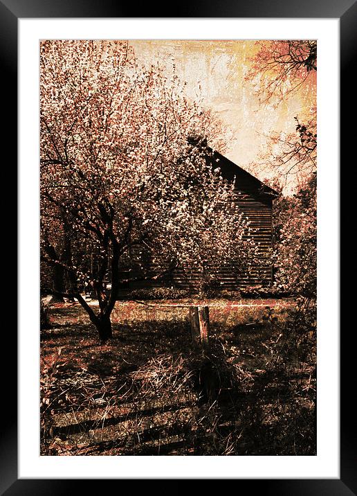 vintage cherry garden Framed Mounted Print by olga hutsul