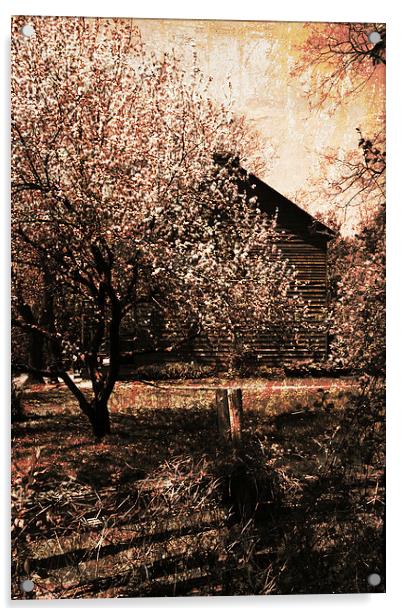 vintage cherry garden Acrylic by olga hutsul