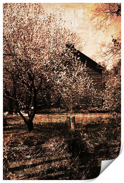 vintage cherry garden Print by olga hutsul