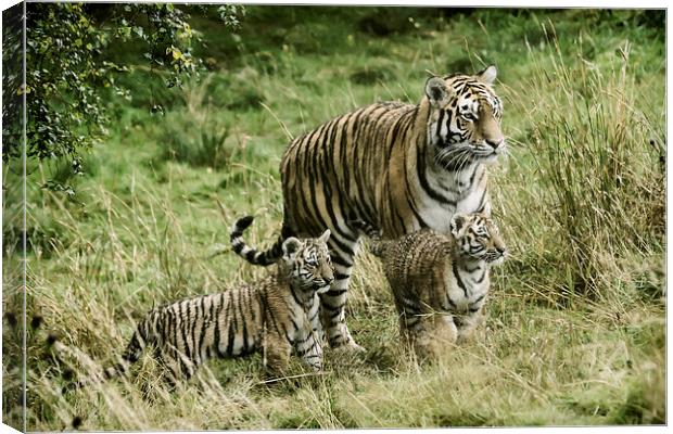 Tiger cubs Canvas Print by Sam Smith