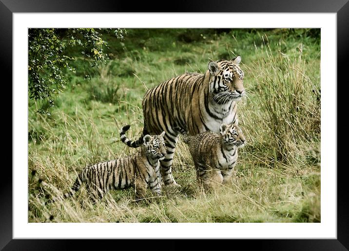 Tiger cubs Framed Mounted Print by Sam Smith