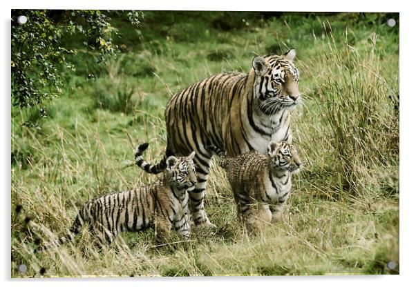 Tiger cubs Acrylic by Sam Smith