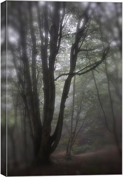 Misty Autumn Morning Canvas Print by Michelle Orai