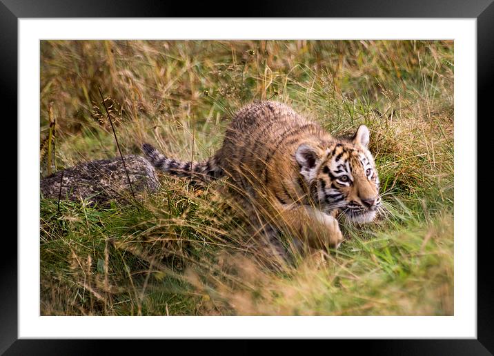 Hunting Framed Mounted Print by Sam Smith