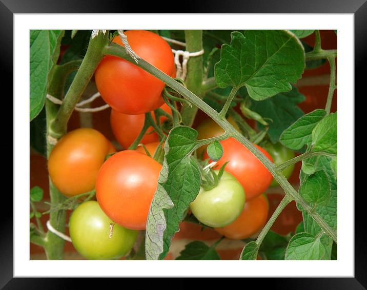 Ripening Tomatoes Framed Mounted Print by Edward Denyer