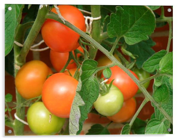 Ripening Tomatoes Acrylic by Edward Denyer